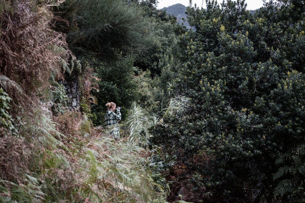 A person exploring the lush, dense forests of Madeira, surrounded by vibrant greenery and rugged terrain.